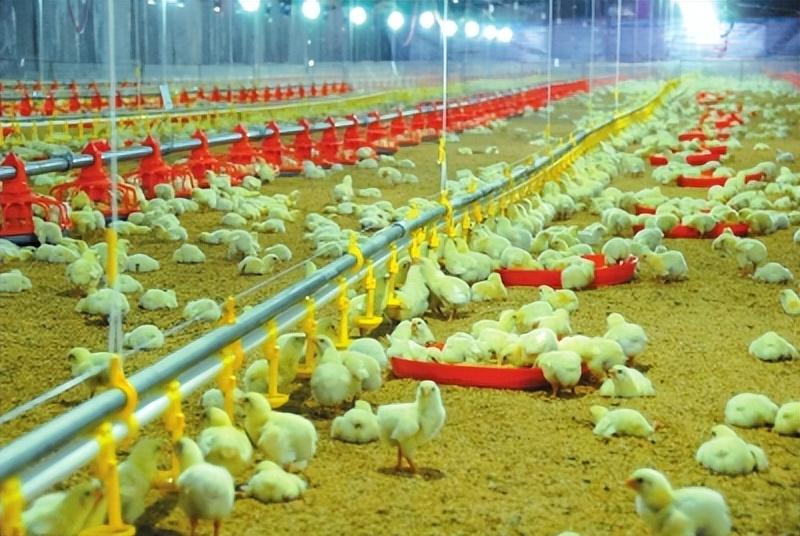 2025年全年资料免费大全资料打开详细解答、解释与落实